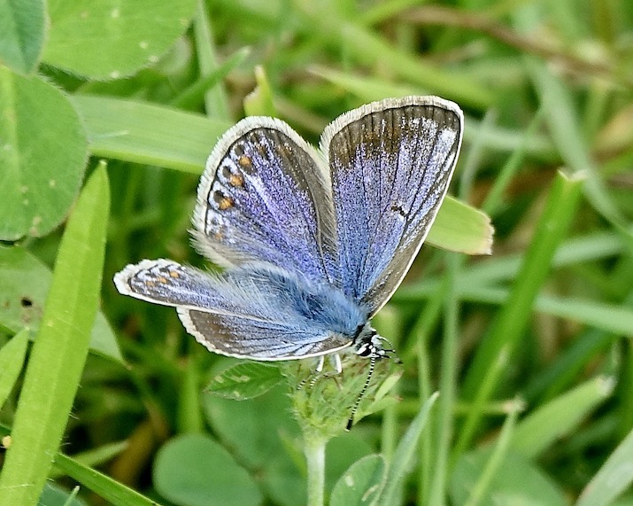 common blue (blue form female)